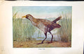 Old Antique Print Badminton Magazine 1901 Colour Sora Rail Bird Marshes 20th
