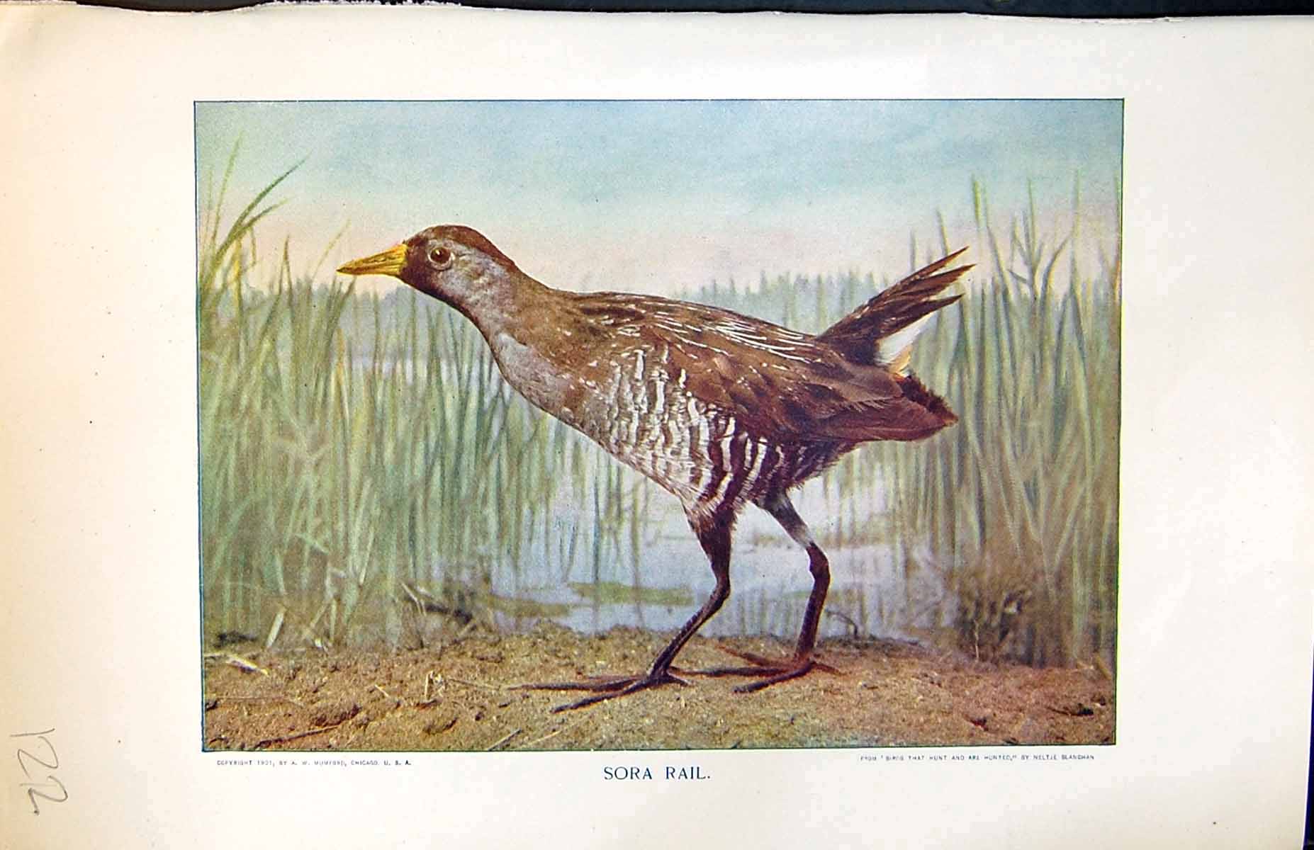 Old Antique Print Badminton Magazine 1901 Colour Sora Rail Bird Marshes 20th