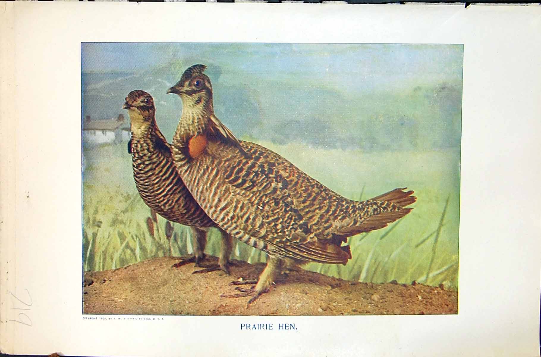 Original Old Antique Print Badminton Magazine 1901 Colour Prairie Hen Birds