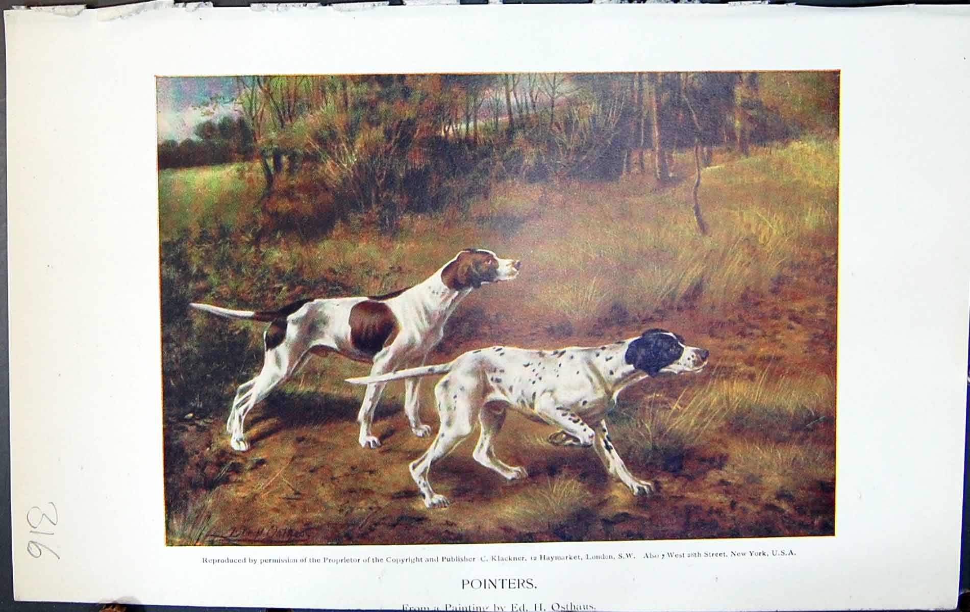 Original Old Antique Print Badminton Magazine 1901 Pointers Hunting Dogs Colour