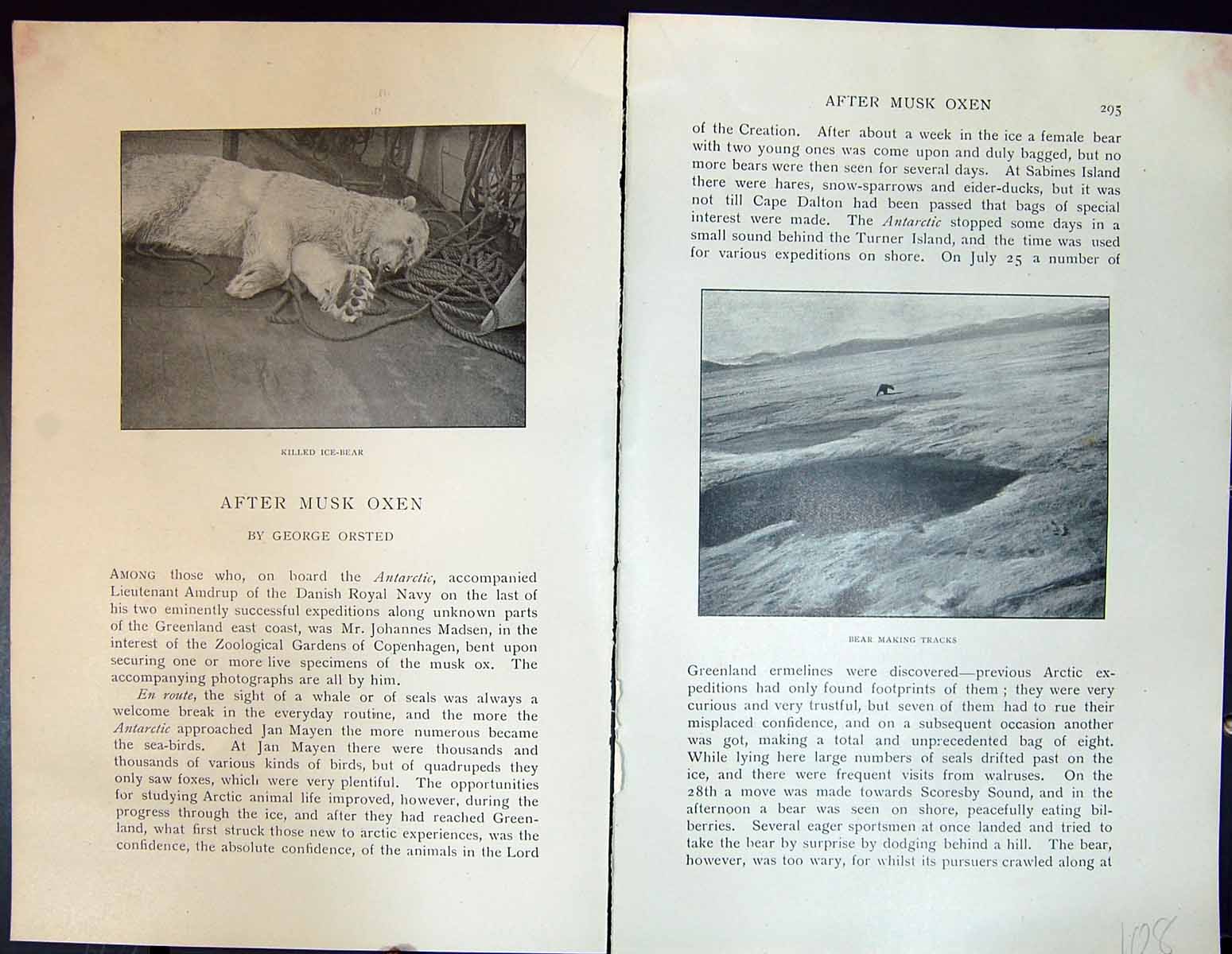 Old Badminton Magazine 1901 Hunting Ice-Bear Iceberg Musk Oxen Bear A Victorian