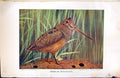 Old Antique Print Badminton Magazine 1901 American Woodcock Bird Colour 20th