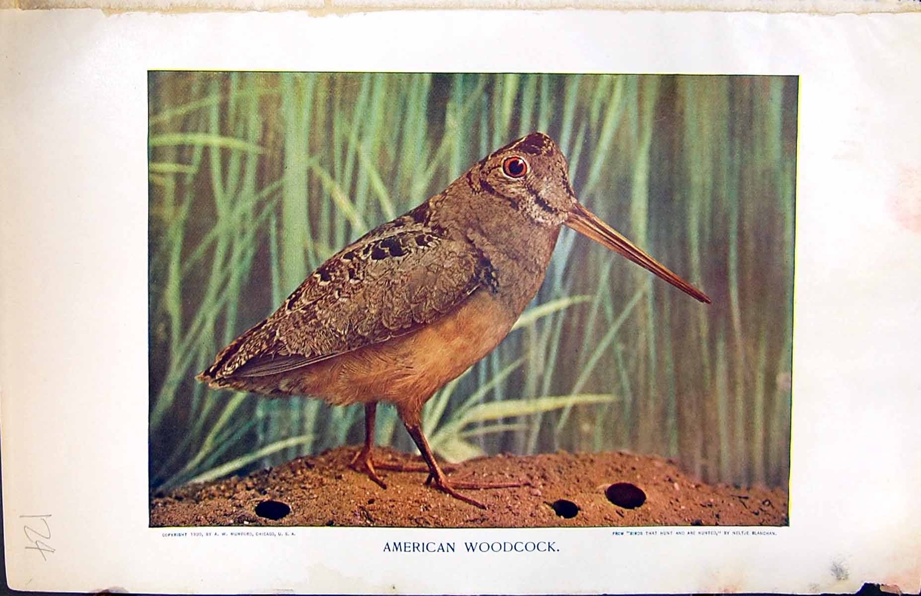 Old Antique Print Badminton Magazine 1901 American Woodcock Bird Colour 20th