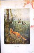 Old Antique Print Badminton Magazine 1901 Colour Fox Hunting Birds Ducks 20th