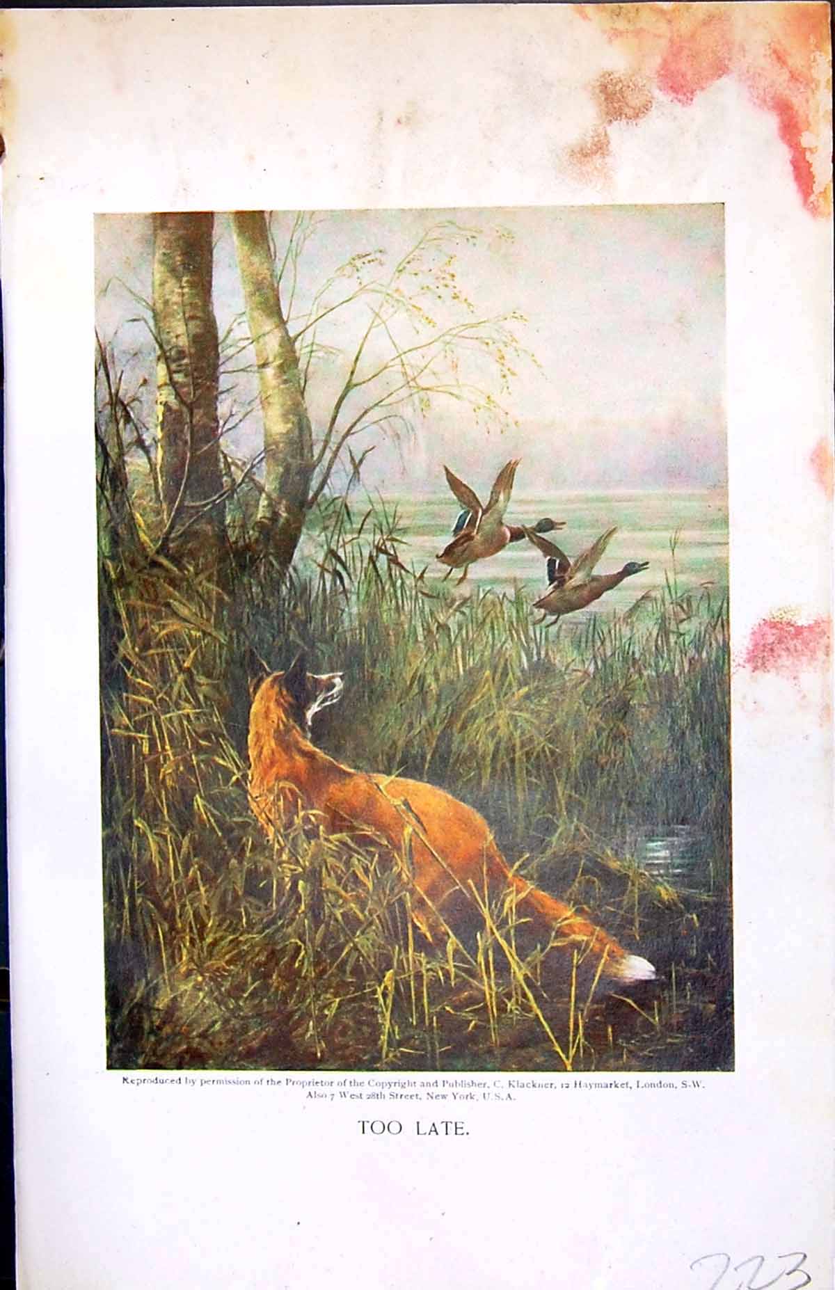 Old Antique Print Badminton Magazine 1901 Colour Fox Hunting Birds Ducks 20th