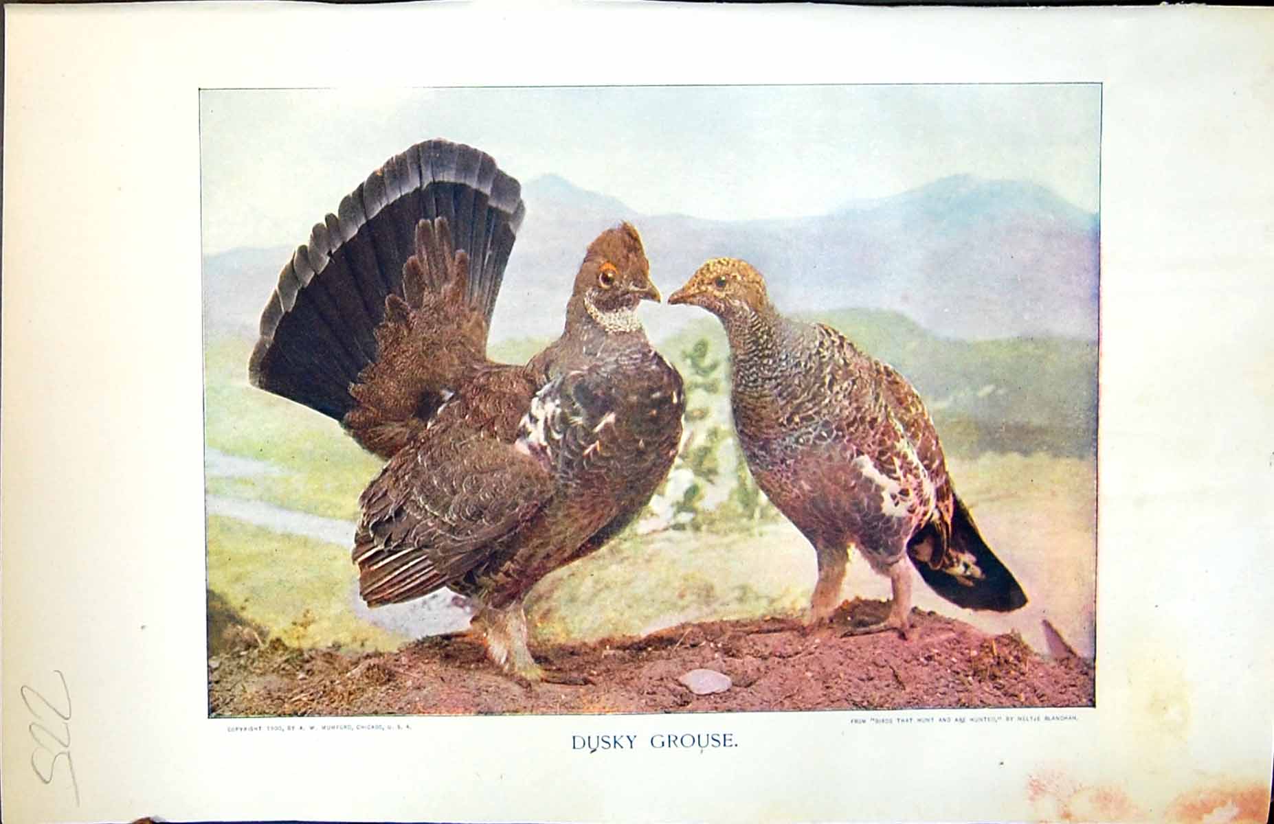 Antique Old Print Badminton Magazine 1901 Colour Dusky Grouse Birds Nature 20th