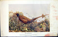 Original Old Antique Print Badminton Magazine 1901 Pheasant Bird Nature Colour