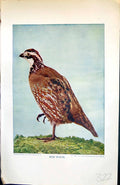 Original Old Antique Print Badminton Magazine 1901 Colour Bob White Bird Nature