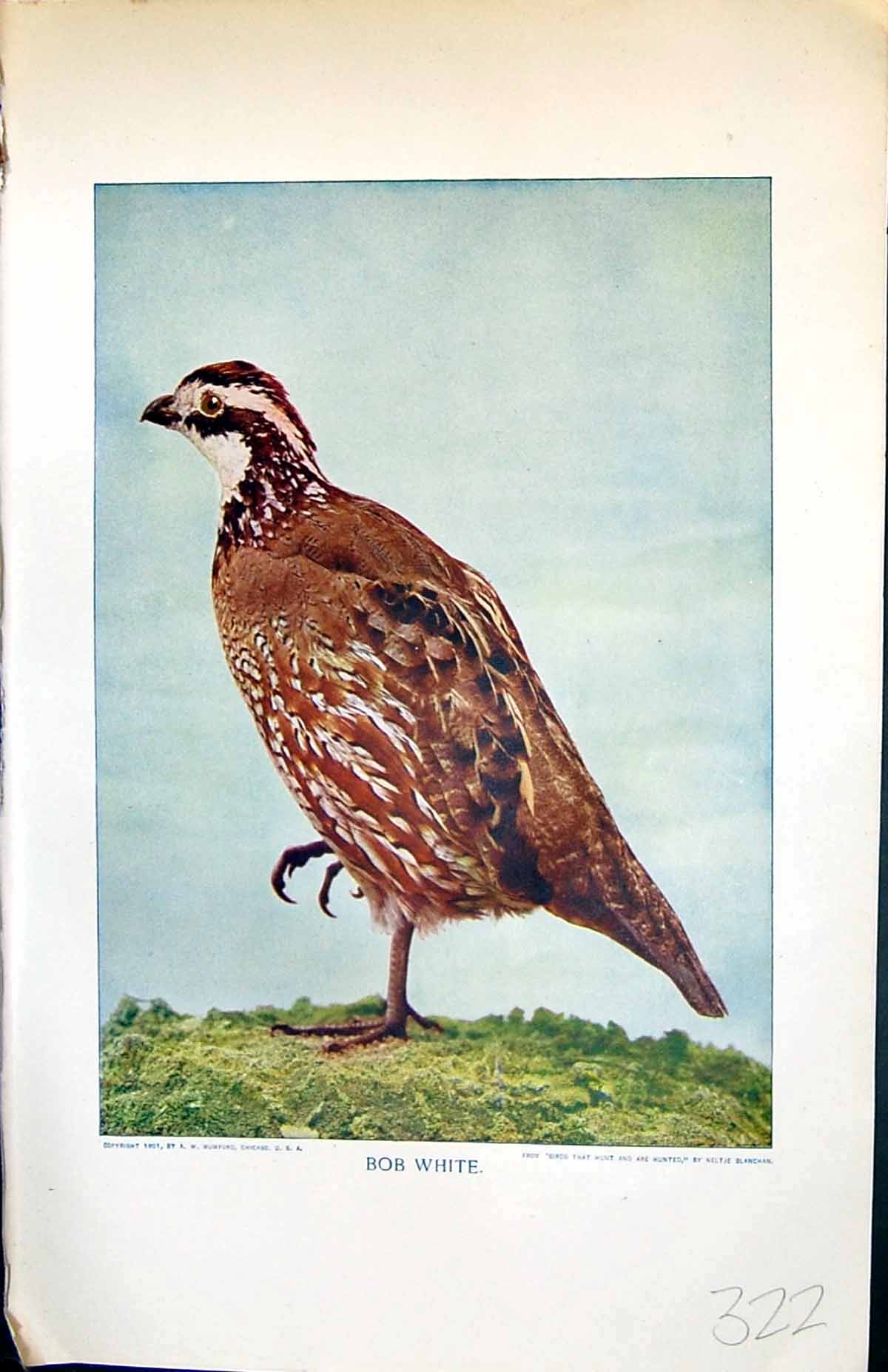 Original Old Antique Print Badminton Magazine 1901 Colour Bob White Bird Nature