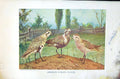 Antique Old Print Badminton Magazine 1901 American Gen Plover Birds Colour 20th