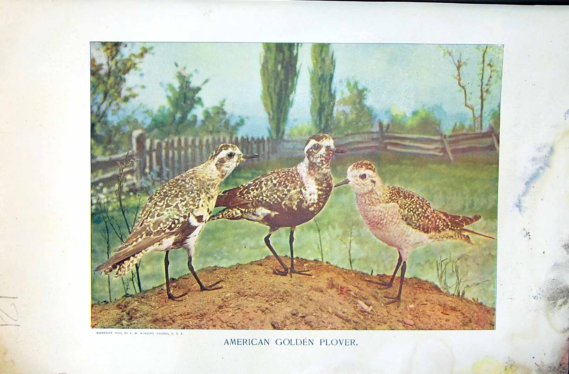 Antique Old Print Badminton Magazine 1901 American Gen Plover Birds Colour 20th