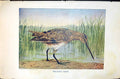 Antique Old Print Badminton Magazine 1901 Wilson'S Snipe Bird Marshes Colour