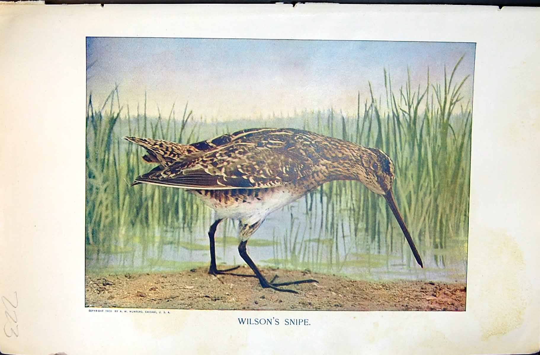 Antique Old Print Badminton Magazine 1901 Wilson'S Snipe Bird Marshes Colour