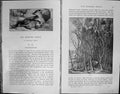 Old Print Badminton Magazine 1903 Sporting Fox Hunting Hounds Hedley Peek 20th