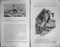Old Badminton Magazine 1903 Markhor Stalking Himalayas Birds Hunting 20th
