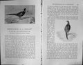 Old Badminton Magazine 1903 Pheasant Hunting Birds Sport John Scott-M 20th