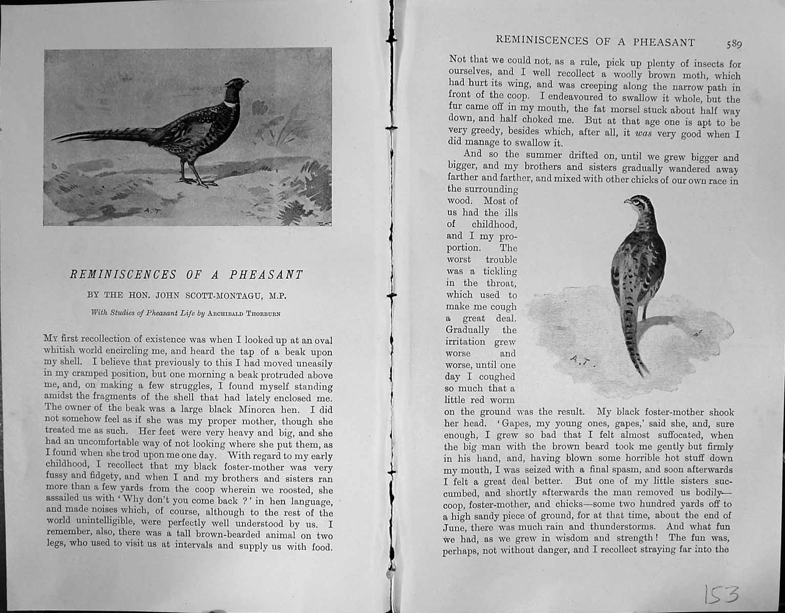 Old Badminton Magazine 1903 Pheasant Hunting Birds Sport John Scott-M 20th
