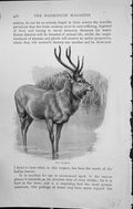 Original Old Antique Print Badminton Magazine 1903 Sambur Stag Beautiful Animal