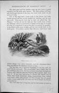 Original Old Antique Print Badminton Magazine 1903 Hunting Man Jackals Animals