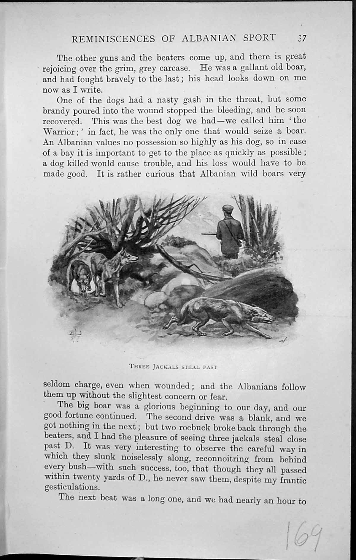 Original Old Antique Print Badminton Magazine 1903 Hunting Man Jackals Animals