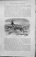 Original Old Antique Print Badminton Magazine 1903 Troops Bontbuck Wild Animals