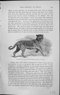 Old Badminton Magazine 1903 Griffin India Wild Cat Animals Lifting Pa 20th