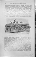 Old Badminton Magazine 1903 Usual Buck Shooting Sport Hunting Animals 20th