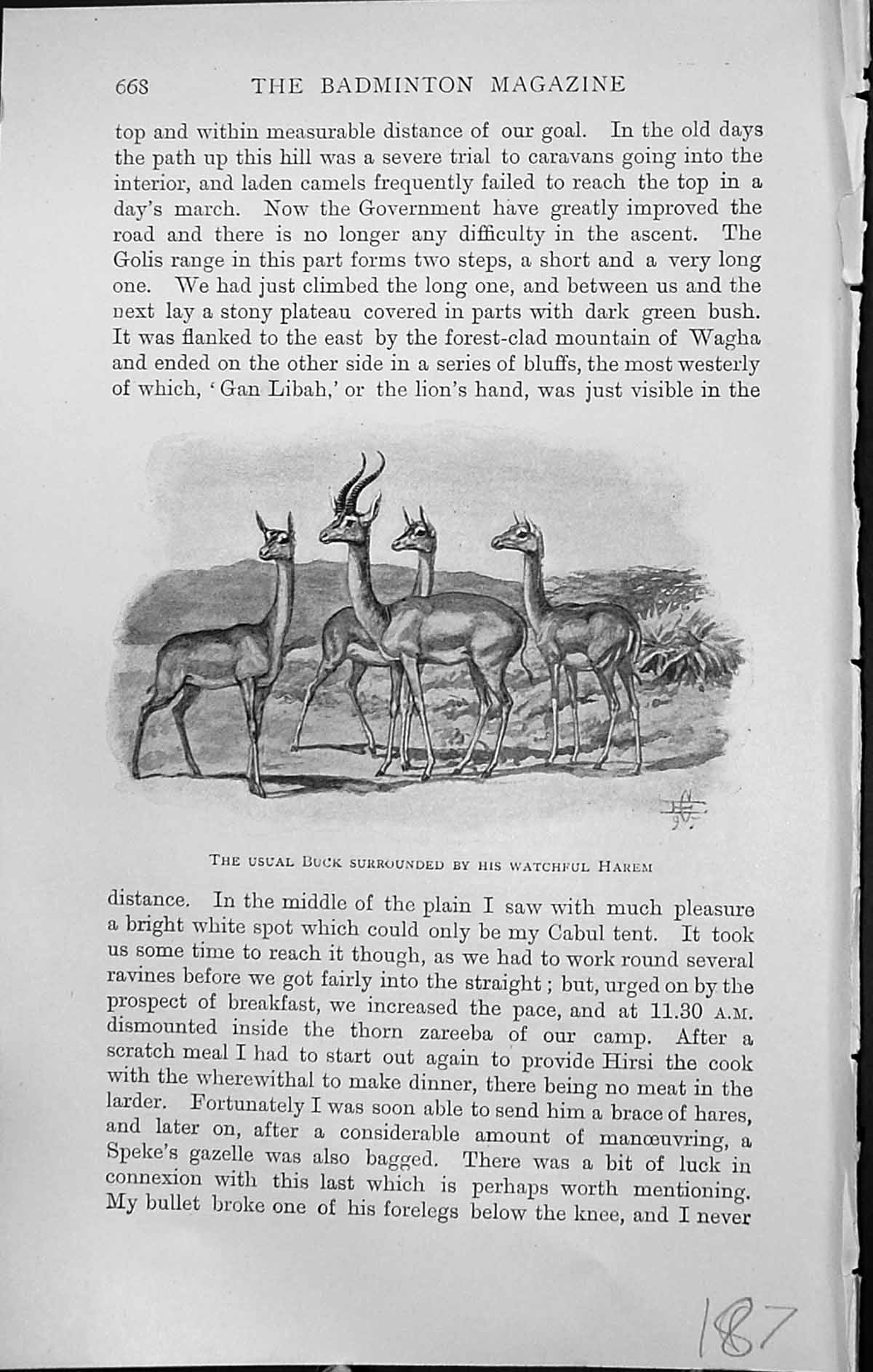 Old Badminton Magazine 1903 Usual Buck Shooting Sport Hunting Animals 20th