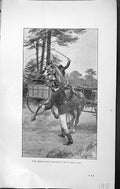 Old Antique Print Badminton Magazine 1903 Wild Horse Groom Trying To HHim 20th