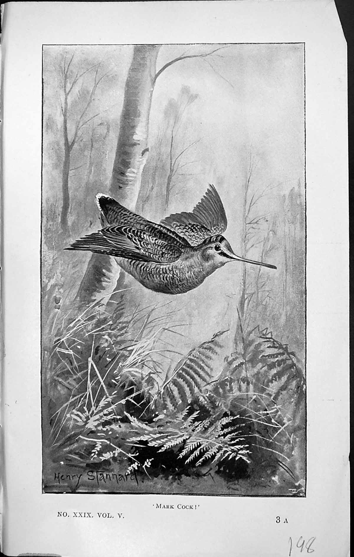 Antique Print Badminton Magazine 1903 Mark Cock Bird Forest Henry Stannard 20th