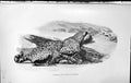 Old Badminton Magazine 1903 Leopard Hunting Animal Thinking Plan Acti 20th