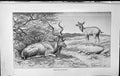 Antique Print Badminton Magazine 1903 Wild Animals Enjoying Siesta Caldwell