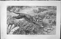 Old Badminton Magazine 1903 Taking Bushes Stride Tiger Hunting Sport 20th