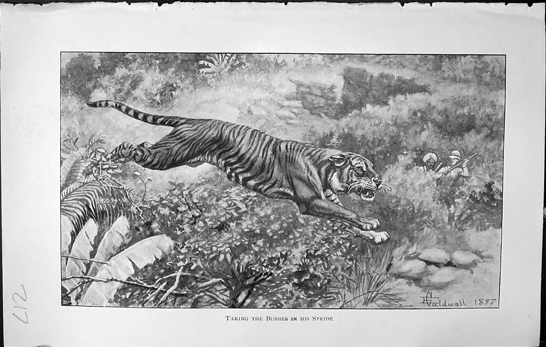 Old Badminton Magazine 1903 Taking Bushes Stride Tiger Hunting Sport 20th