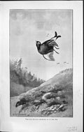 Antique Print Badminton Magazine 1903 Sultan Crumples Air Birds Hunting Sho