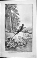 Old Badminton Magazine 1903 Cock-Pheasant Bird Hunting Henry Stannard 20th