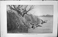 Old Badminton Magazine 1903 Wildfowl Coots Birds Hunting River Scene 20th