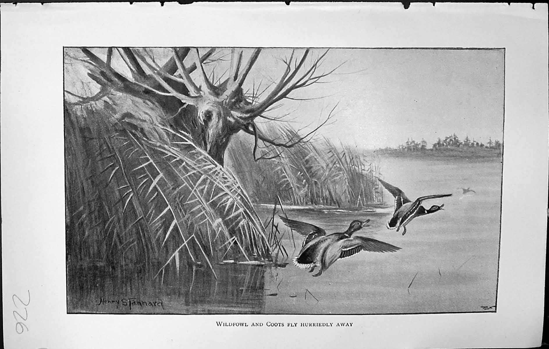 Old Badminton Magazine 1903 Wildfowl Coots Birds Hunting River Scene 20th