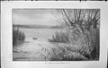 Old Badminton Magazine 1903 Duck Birds Swimming River Scene Henry Sta 20th