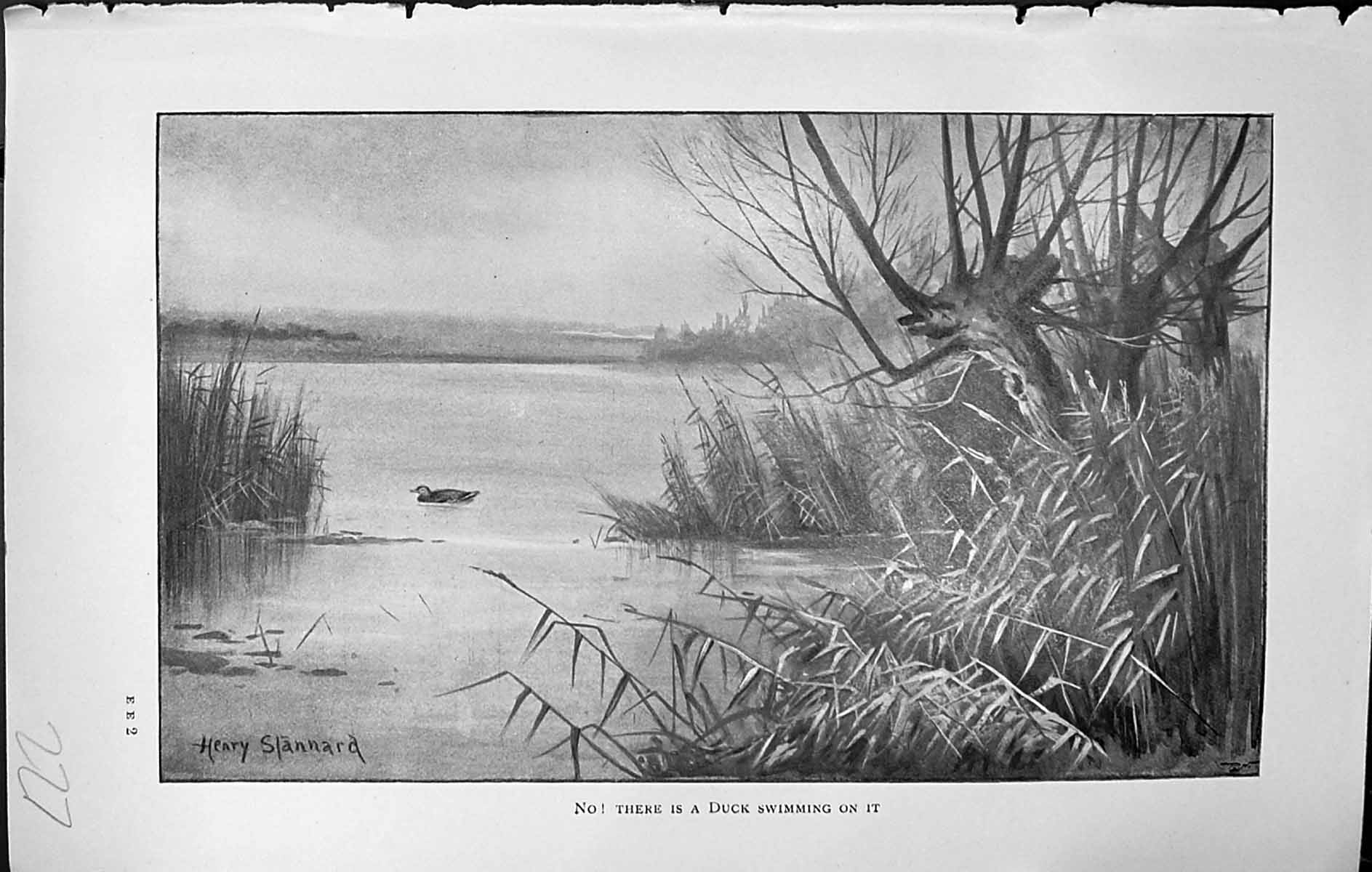 Old Badminton Magazine 1903 Duck Birds Swimming River Scene Henry Sta 20th
