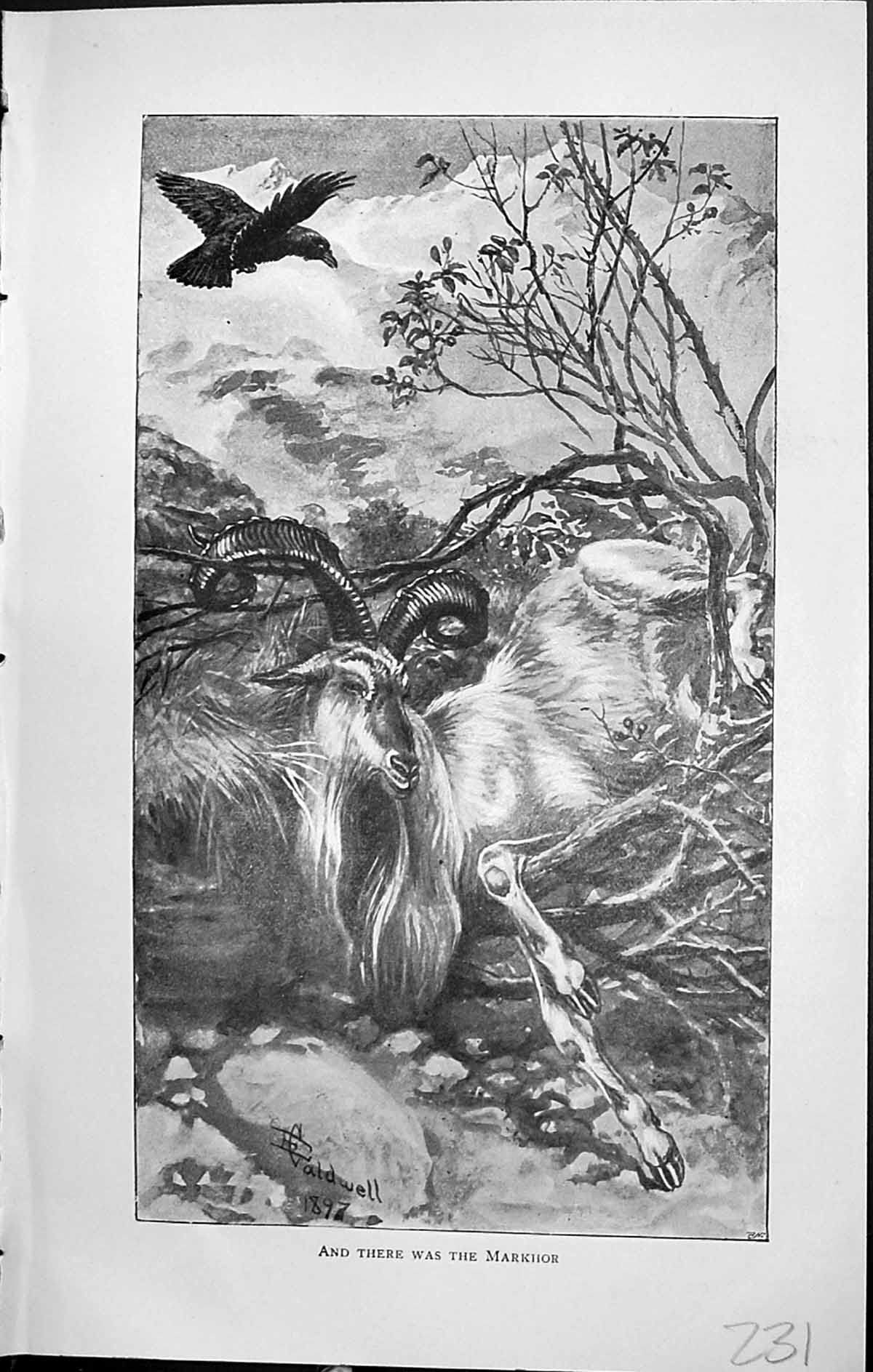 Old Badminton Magazine 1903 Markhor Animals Birds Mountain Scene Cald 20th
