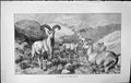 Old Antique Print Badminton Magazine 1903 Mountain Goats Animals Caldwell 20th