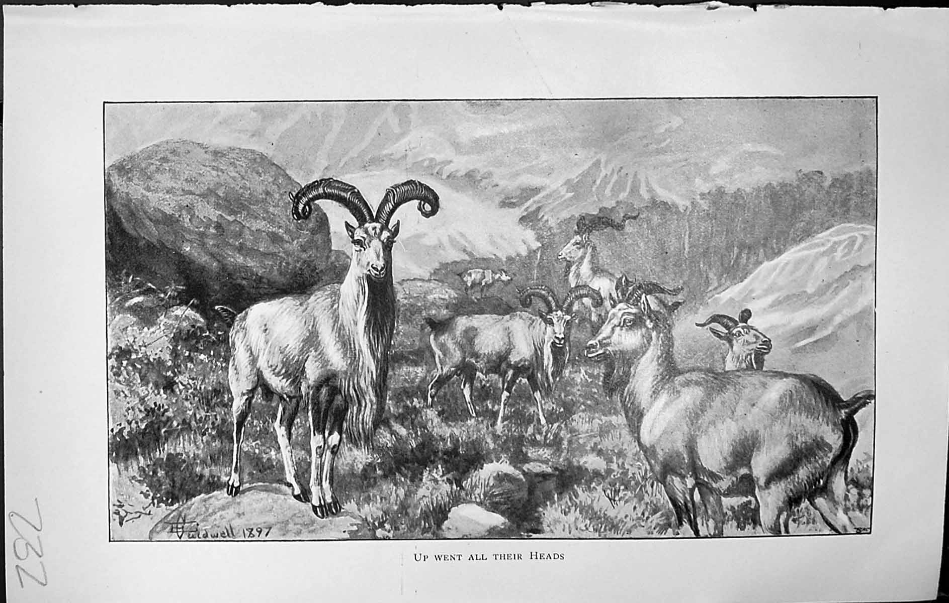 Old Antique Print Badminton Magazine 1903 Mountain Goats Animals Caldwell 20th