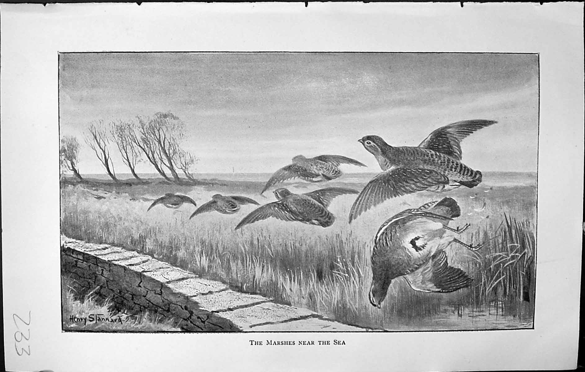 Old Badminton Magazine 1903 Marshes Near Sea Birds Hunting Henry Stan 20th