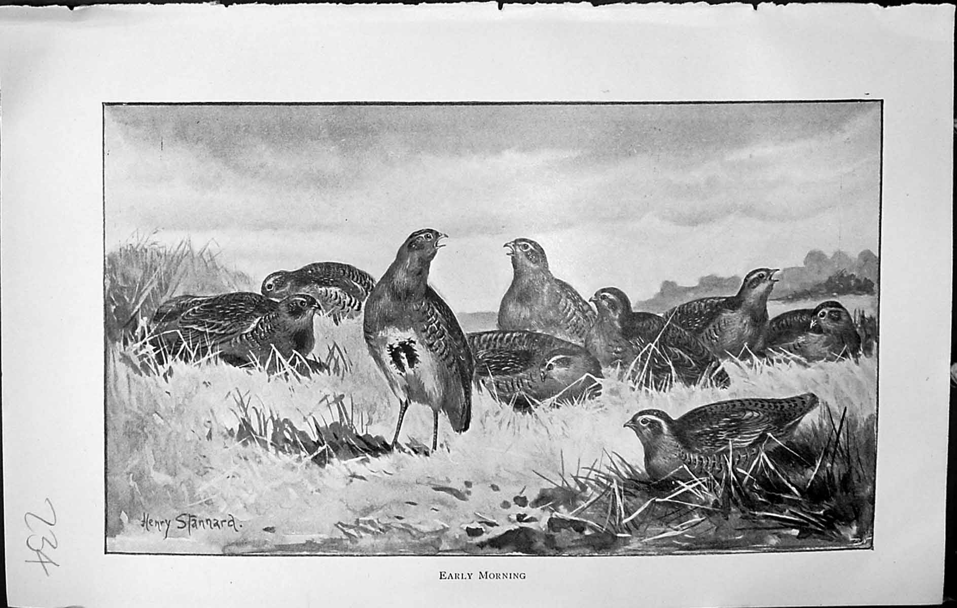 Old Badminton Magazine 1903 Early Morning Scene Birds Henry Stannard 20th