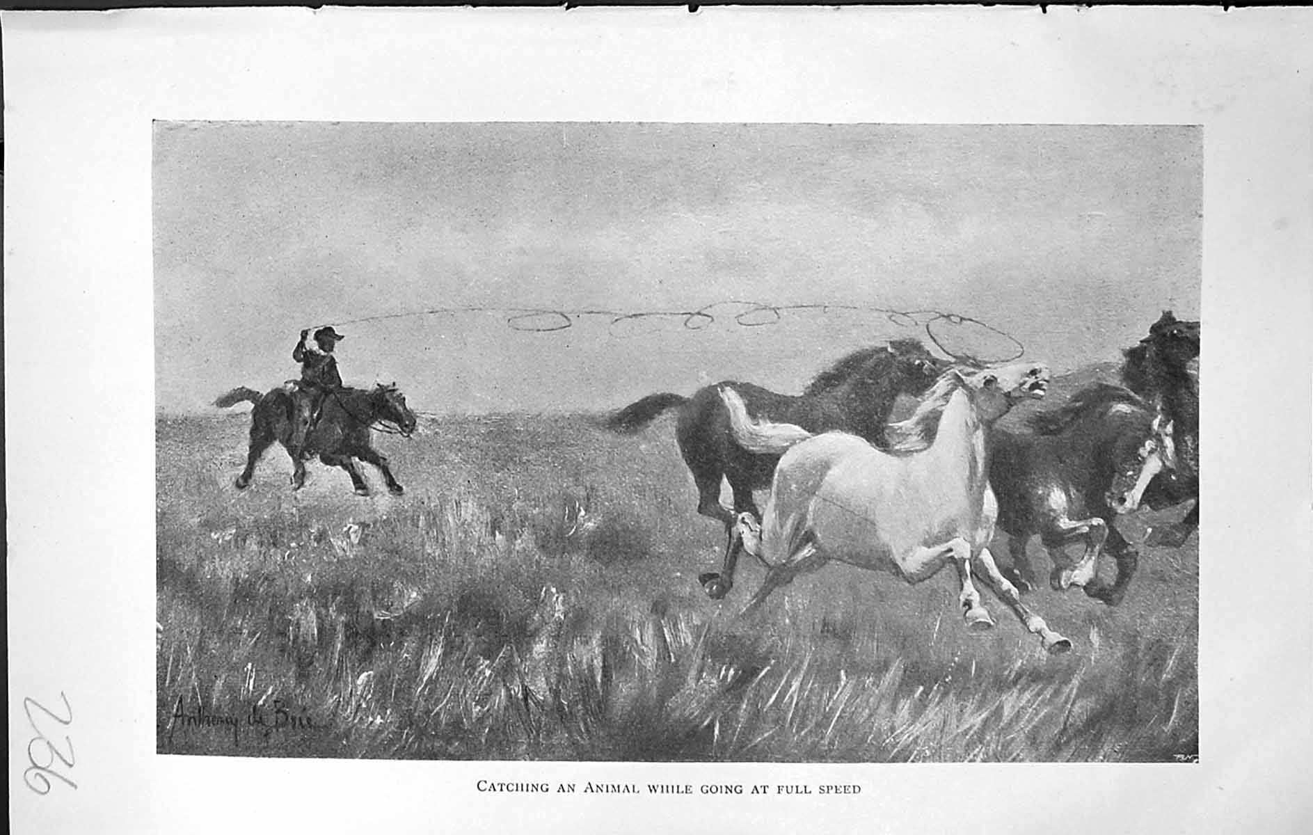Original Old Antique Print Badminton Magazine 1903 Rider Horse Lassoing Farming