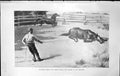 Antique Old Print Badminton Magazine 1903 Man Lassoing Catching Horse Neck 20th