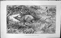 Old Badminton Magazine 1903 8-Inch Horned Red Duiker Hunting Man Shoo 20th