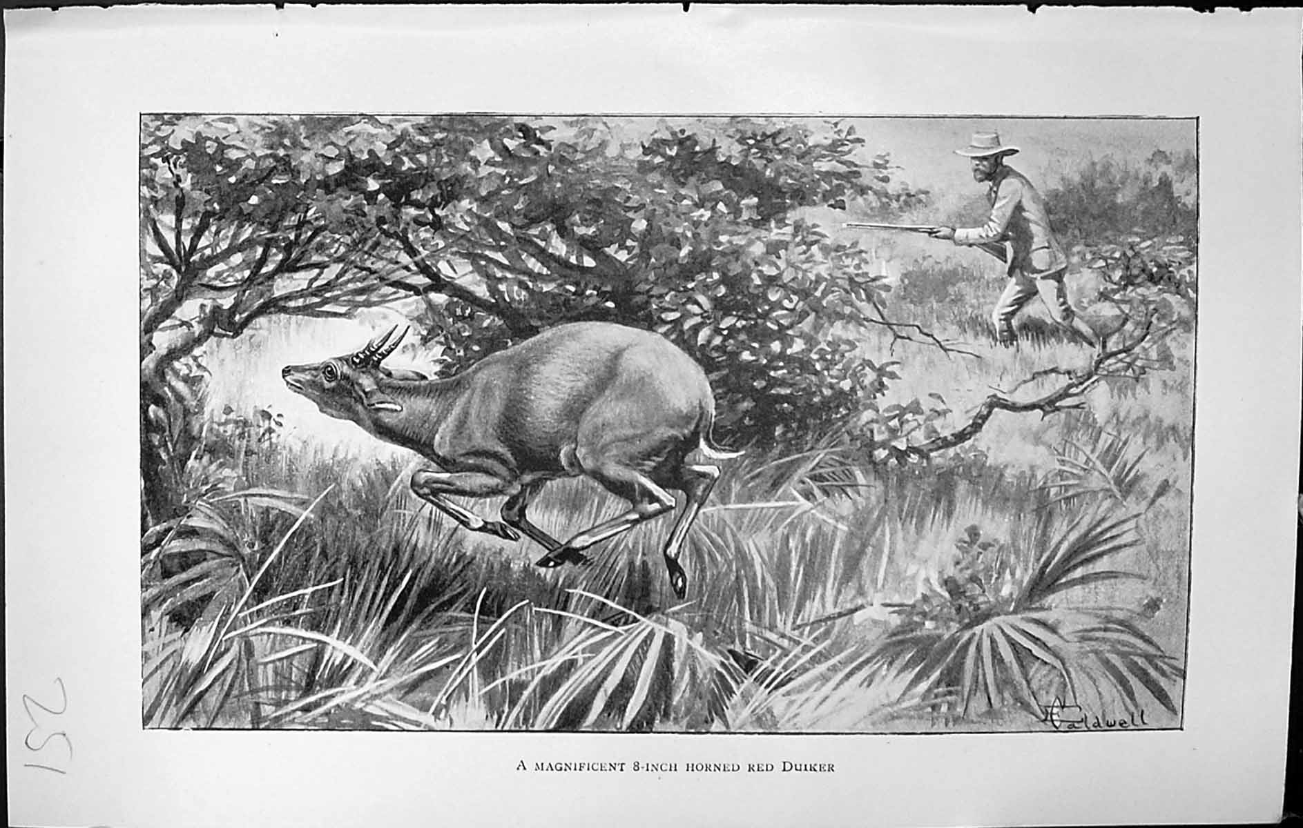 Old Badminton Magazine 1903 8-Inch Horned Red Duiker Hunting Man Shoo 20th