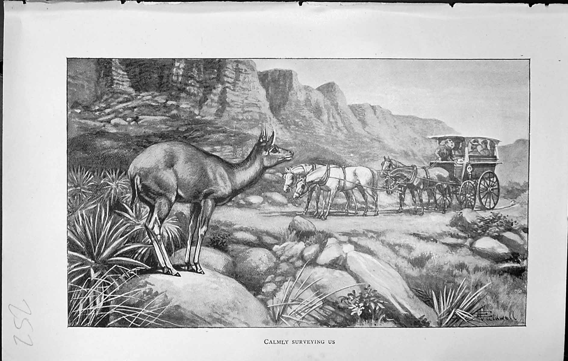 Old Badminton Magazine 1903 Calmly Surveying Us Horses Transport Wagg 20th